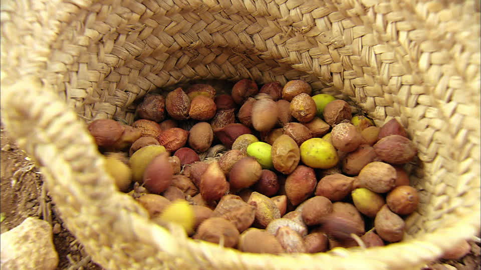 Les Étapes de Fabrication de l’Huile d’Argan Alimentaire
