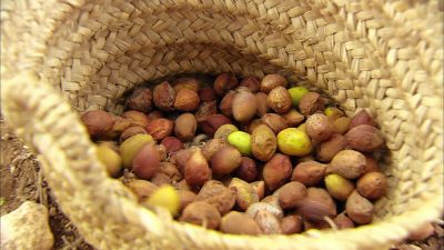 Argan oil morocco